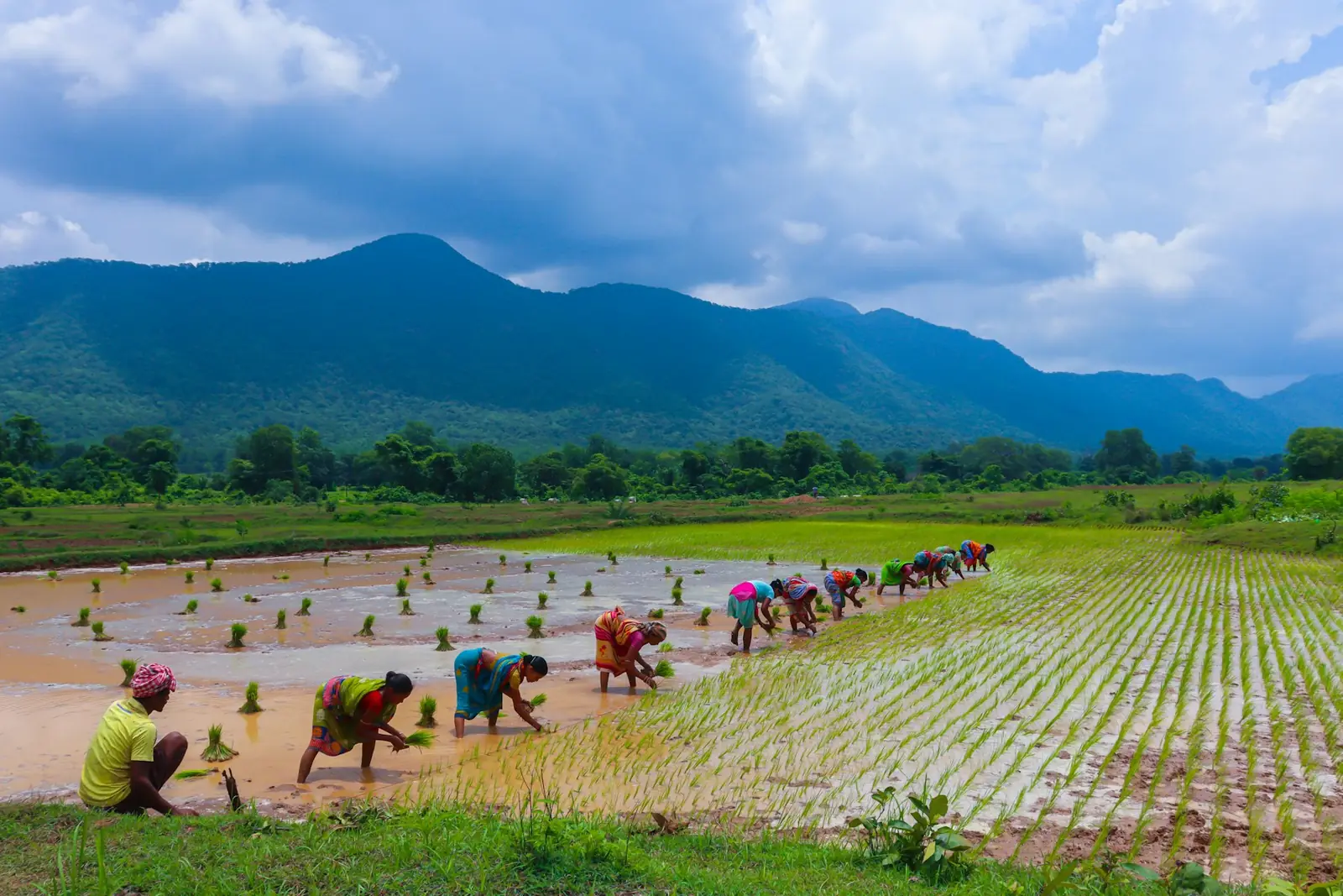 Workers planting rice in a valley paddy