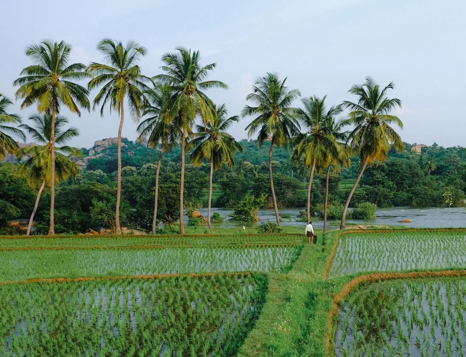 Paddy fields among palms, South India