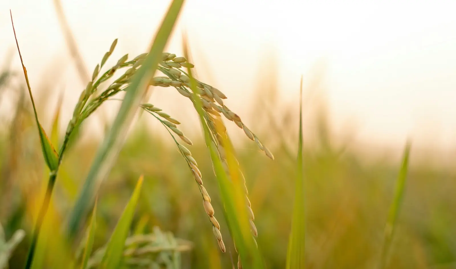 Ripening rice plant
