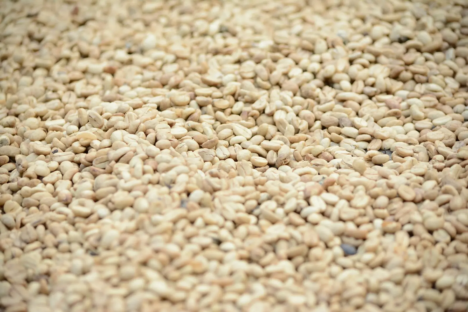 Hulled sesame seeds from East Africa